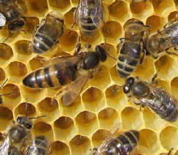 Reine d'abeilles